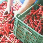 La ‘Nduja di Madeo sbarca in Usa: prima volta per salume calabrese