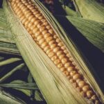 A Colombia Egitto e Filippine premi Fao per sistemi agroalimentari