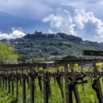 Vino, dal 11 al 13 luglio torna il “Tollo Wine Festival”