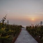 Vino, “Sunset Live Music”: musica tra le vigne di Tenuta di Castellaro