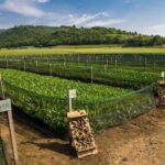 Crisi escargots, delegazione francese studia elicicoltura di Cherasco