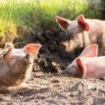 Salame Piemonte Igp: in 2024 produzione +6%, export a 11% vendite