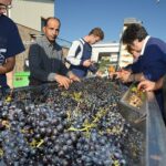 Vino, Equalitas: sostenibilità filiera parte dal benessere sul lavoro