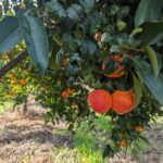 Da Baps 150 mln per imprese agricole e agroindustriali siciliane