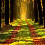 16 associazioni Ue: semplificare regolamento deforestazione