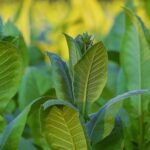 Confagri: in revisione accise tabacco serve meno ideologia