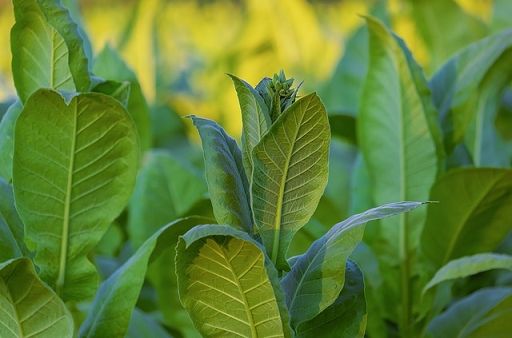 Confagri: in revisione accise tabacco serve meno ideologia