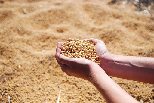 Stime: per 2025 in Ue modesta ripresa cereali, stabili semi oleosi