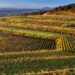 Vino, Monte Arso: sull’Etna tre nuove etichette Barone di Villagrande
