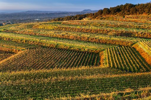 Vino, Monte Arso: sull’Etna tre nuove etichette Barone di Villagrande