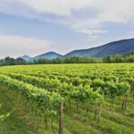 Vino, a Casertavecchia primo incontro su zonazione dell’Alta Campania