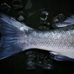 Pesca, da E-R un milione per ristori danni da mucillaggine
