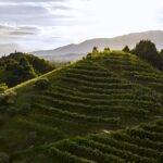 Il 12 ottobre Consorzio Vini Asolo Montello celebra 40 anni a Maser