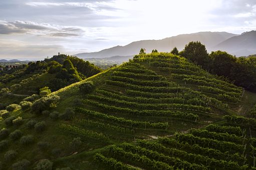 Il 12 ottobre Consorzio Vini Asolo Montello celebra 40 anni a Maser