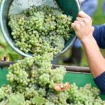 Vino, in Champagne 3 condanne per sfruttamento e tratta di vendemmiatori
