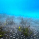 Green Sea Project, alle Cinque Terre completato il trapianto di Poseidonia oceanica