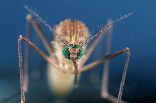 West Nile, 145 casi confermati in Italia, 59 in forma neuroinvasiva