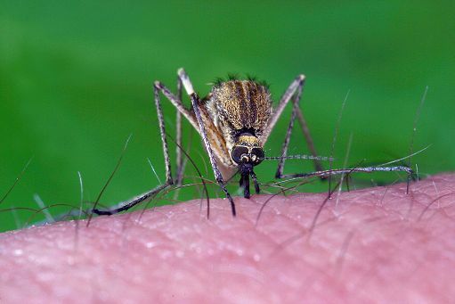 West Nile, Iss: salgono a 173 i casi confermati, 11 decessi