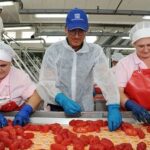 Anicav: stop aumenti per pomodoro industria al centro-sud, intervenga Masaf
