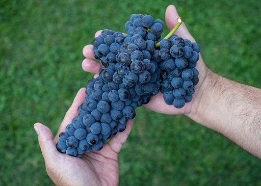 Vino, il Verduno Pelaverga 2025 esce sul mercato con numeri da record