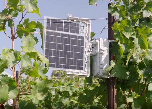 Vino, Fondazione Mach sperimenta nuovi sistemi contro flavescenza