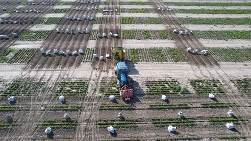 Coprob e Gruppo 3A per valorizzare filiera saccarifera italiana