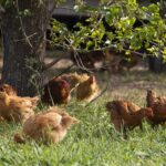 Pollo allevato all’aperto, il modello Amadori Campese vale 315 mln